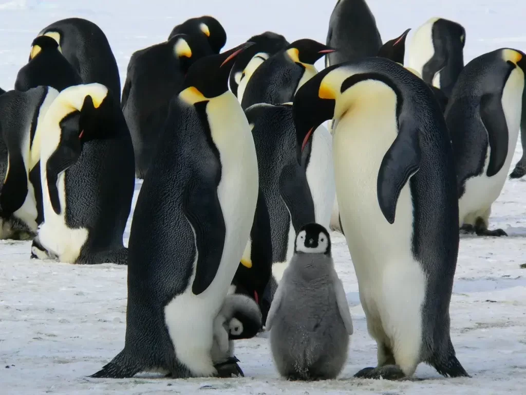 Pingüinos emperador con sus crías 